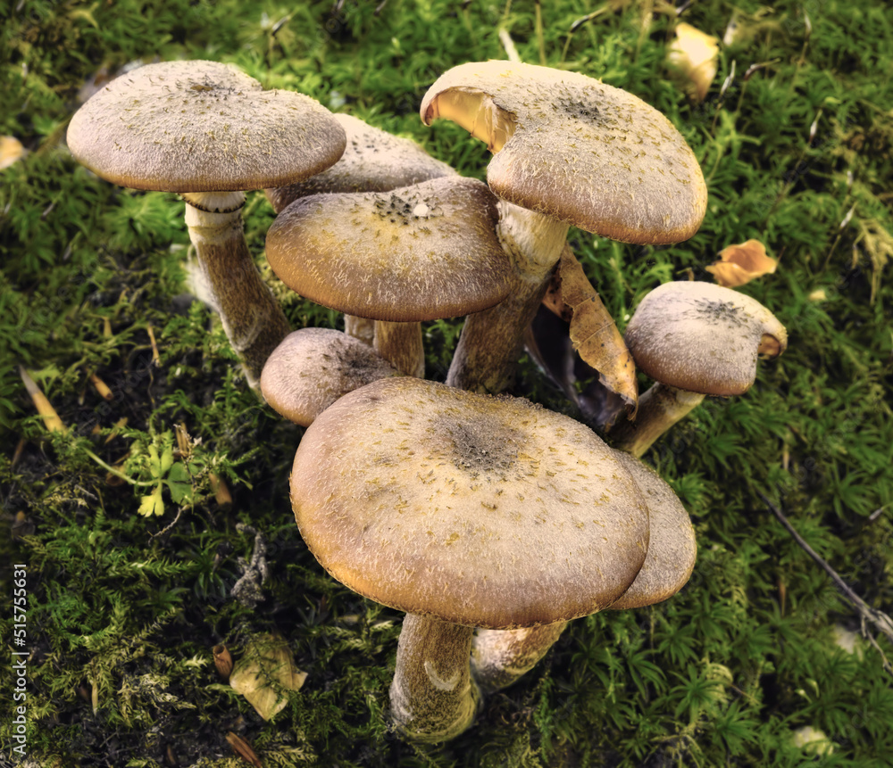 A common species of mushrooms growing in green grass outdoors on a lawn in nature. A bunch or group 