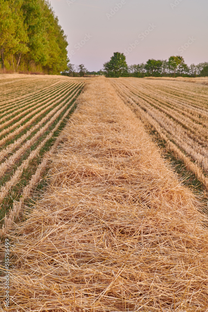 Rye and wheat grain growing on a farm in a remote countryside field with copy space. Detail and text