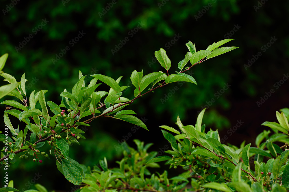 Closeup view of green garden shrubs with red berries growing outside in nature. Uncultivated wild bl