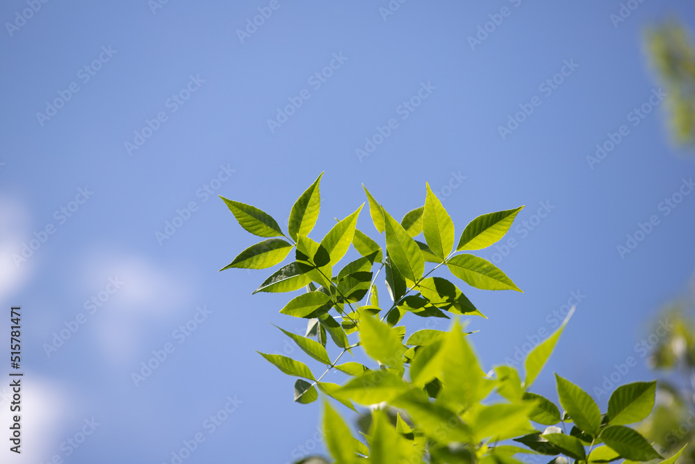 这棵树年轻的绿叶是大自然的背景。