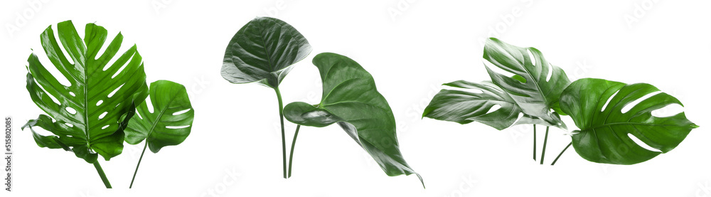 Set of green tropical monstera leaves on white background