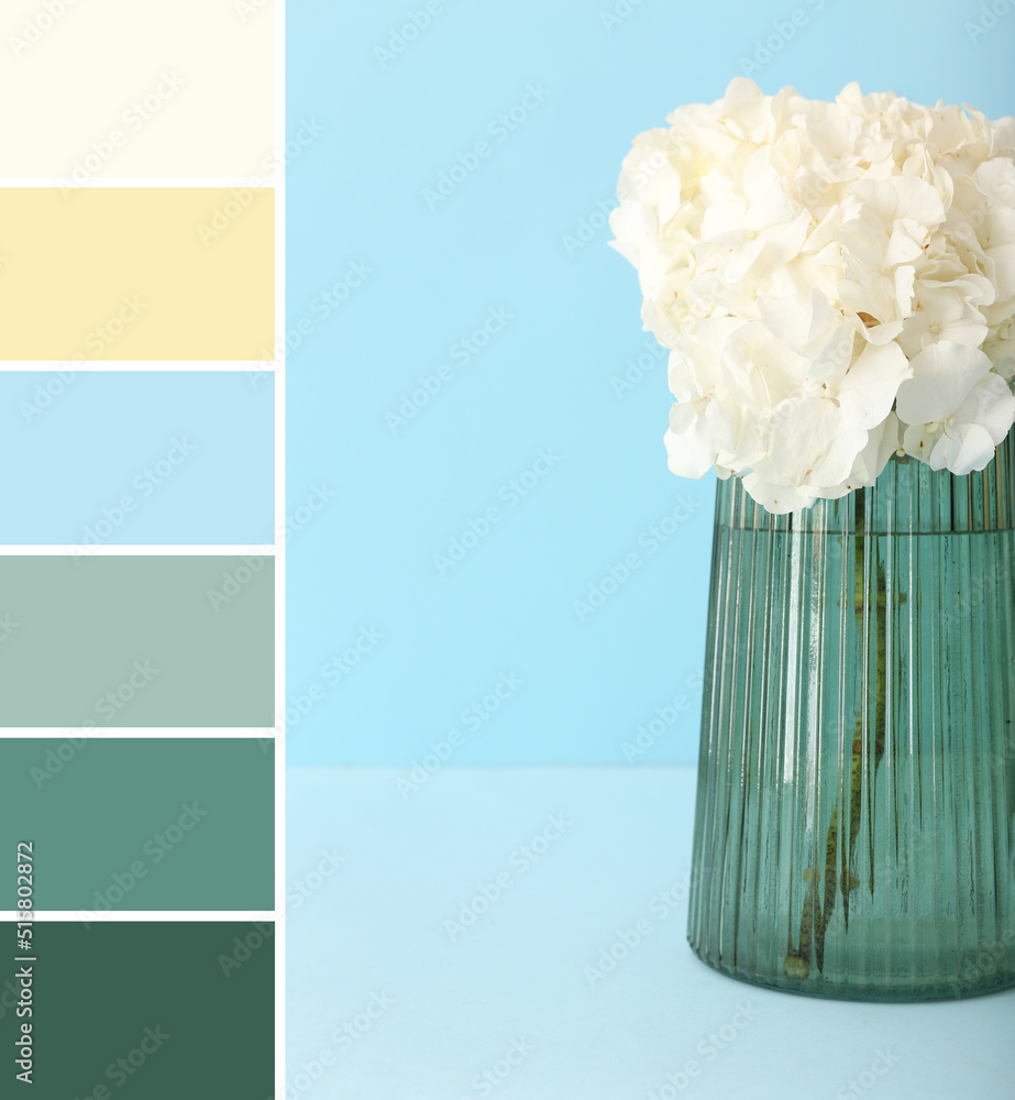 Stylish glass vase with white hydrangea flower on blue background. Different color patterns