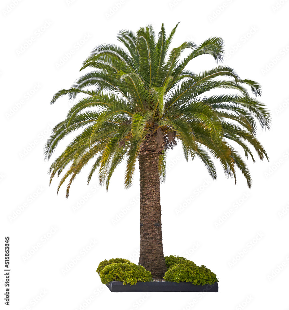 Vivid palm tree isolated on white background