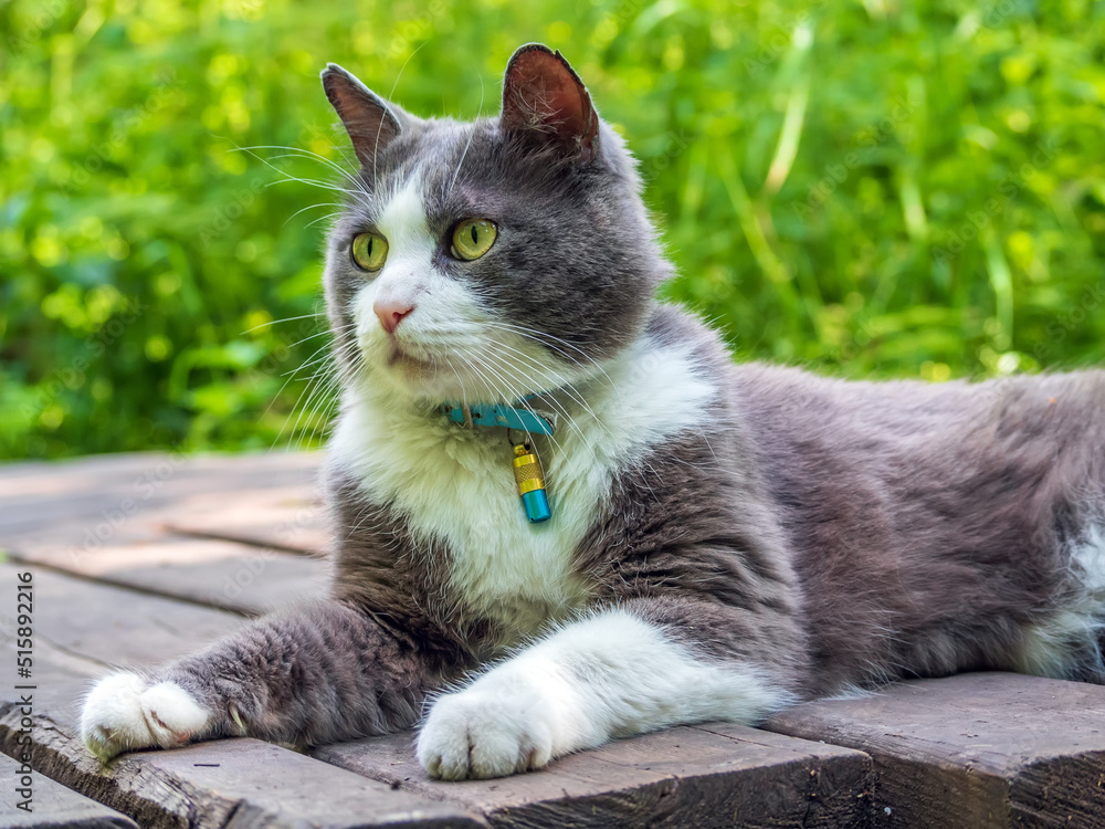 Cat is laying in a collar with a gps-tracker on a the forest boardwalk.