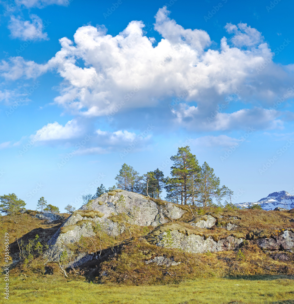 Moss covering rock boulders in remote a countryside or meadow in Norway. Algae covered landscape in 