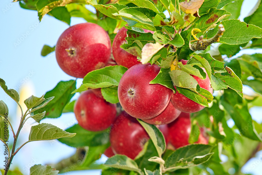 Fresh red apples growing on a tree for harvest in a sustainable farm on a sunny day outside. Closeup