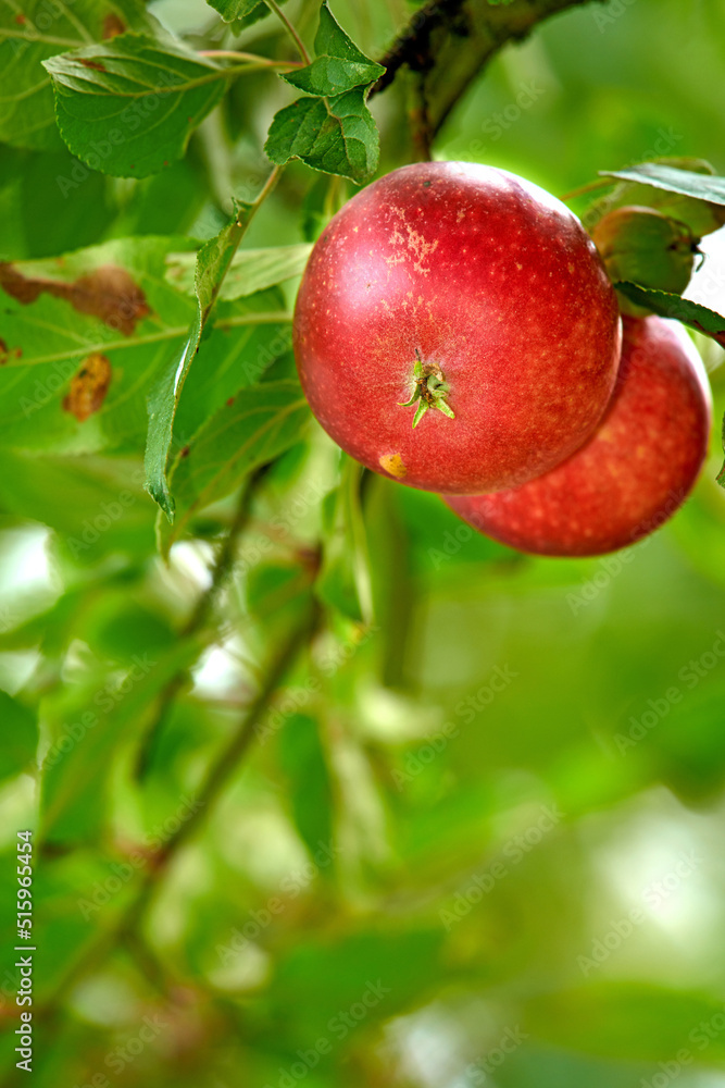 Closeup of red apples growing on an apple tree branch in summer with copyspace. Fruit hanging from a