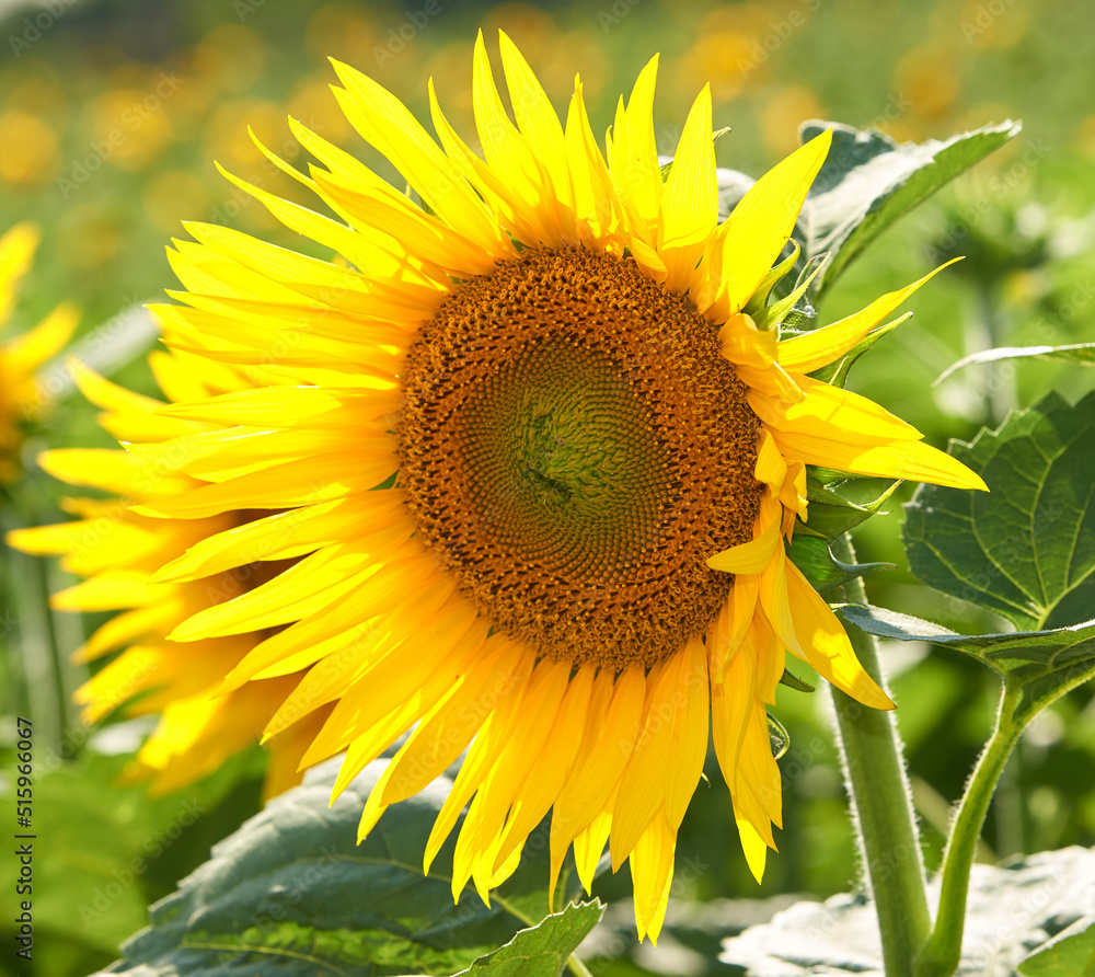 One sunflower growing in a field against a blurred nature background in summer. A single yellow flow