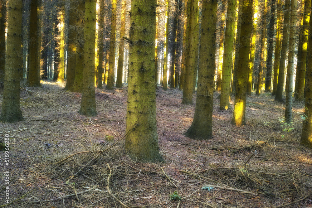 Many trees in a forest in Autumn. Closeup of lots of tree trunks covered in green moss in the woods 