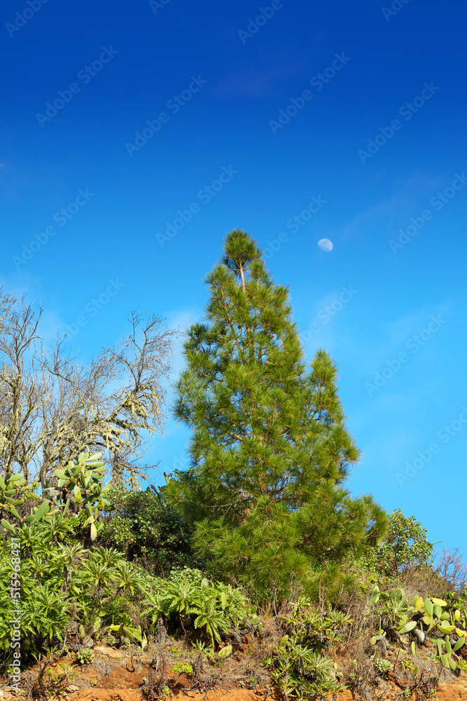 山上的松林与蓝天复制空间。山上绿色植被的景观