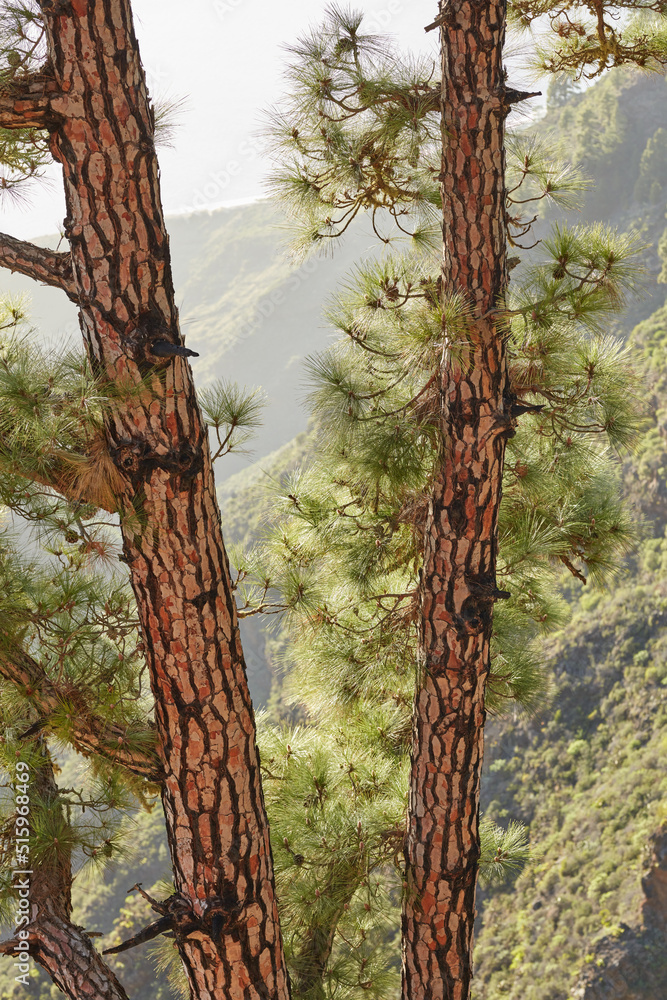 Closeup of pine trees in the forest. Nature landscape of tree trunk texture with lush green leaves i