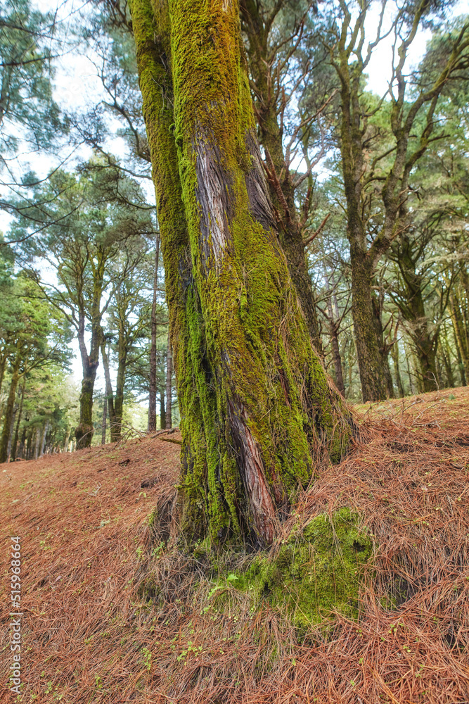 Moss covering pine trees growing in remote forest or countryside woods in La Palma, Spain. Algae cov