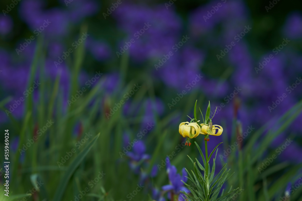 Yellow Pyrenean lily flower in a green garden with blur background copy space. Bright Martagon Lilli