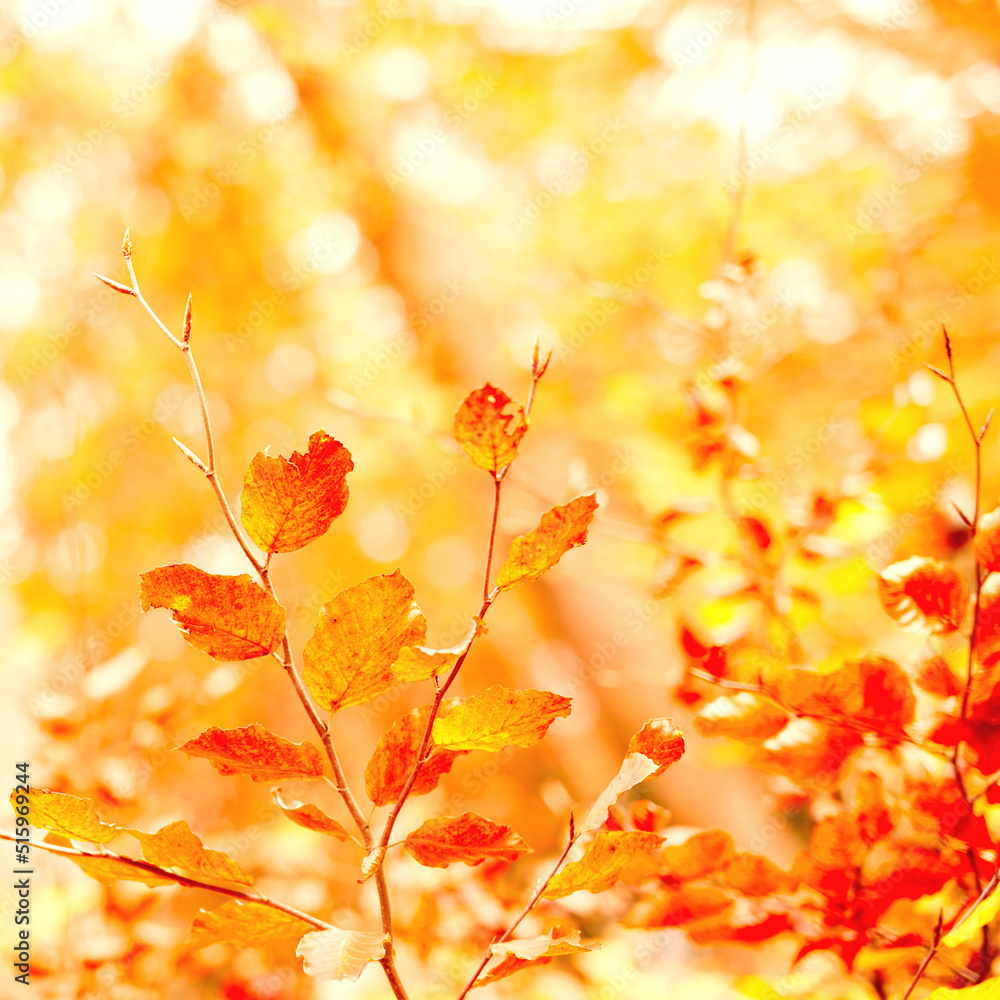 Closeup of golden colors of autumn against soft sunset light with bokeh and copyspace. Zoom in on le