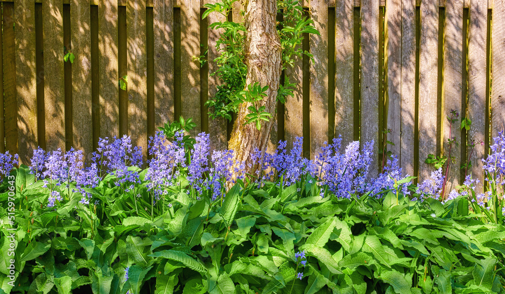 Bluebells growing in a green garden on a sunny day with a wooden gate background. Details of blue fl