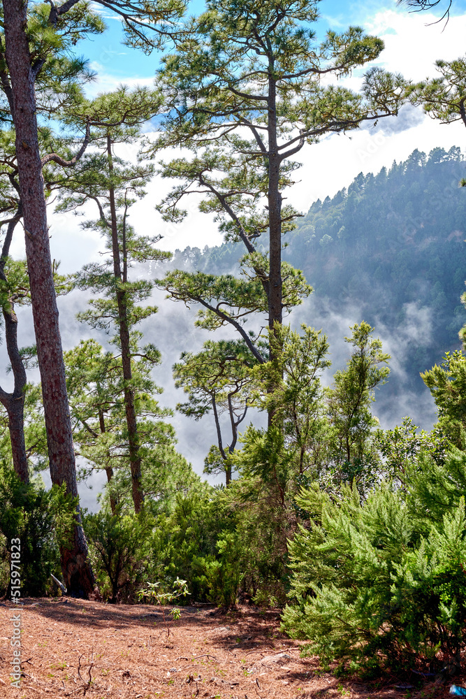 西班牙加那利群岛拉帕尔马高山上美丽的松林。风景如画