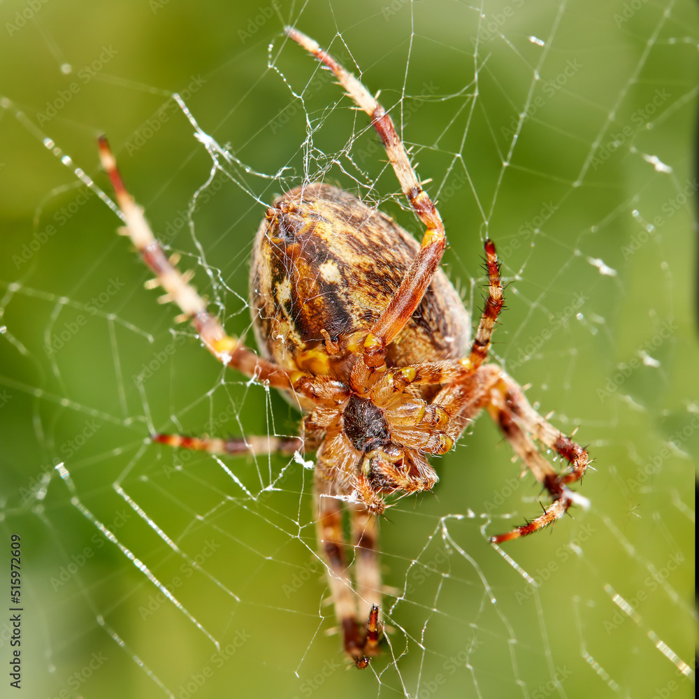 Closeup of a Walnut Orb Weaver spider in a web against blur leafy background in its natural habitat.