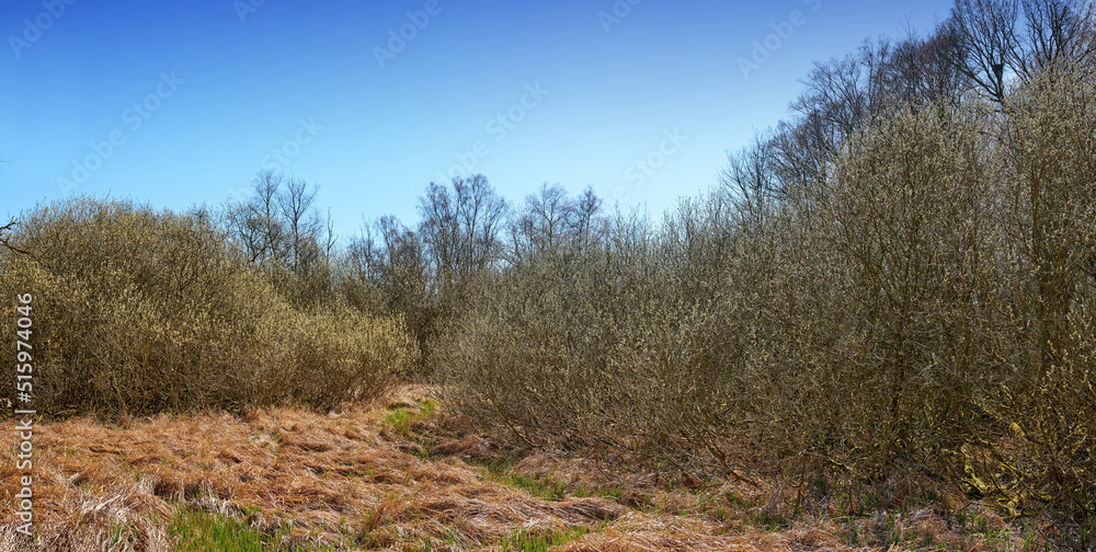 Landscape view of forest trees growing in a quiet meadow or remote countryside in Sweden. Green coni