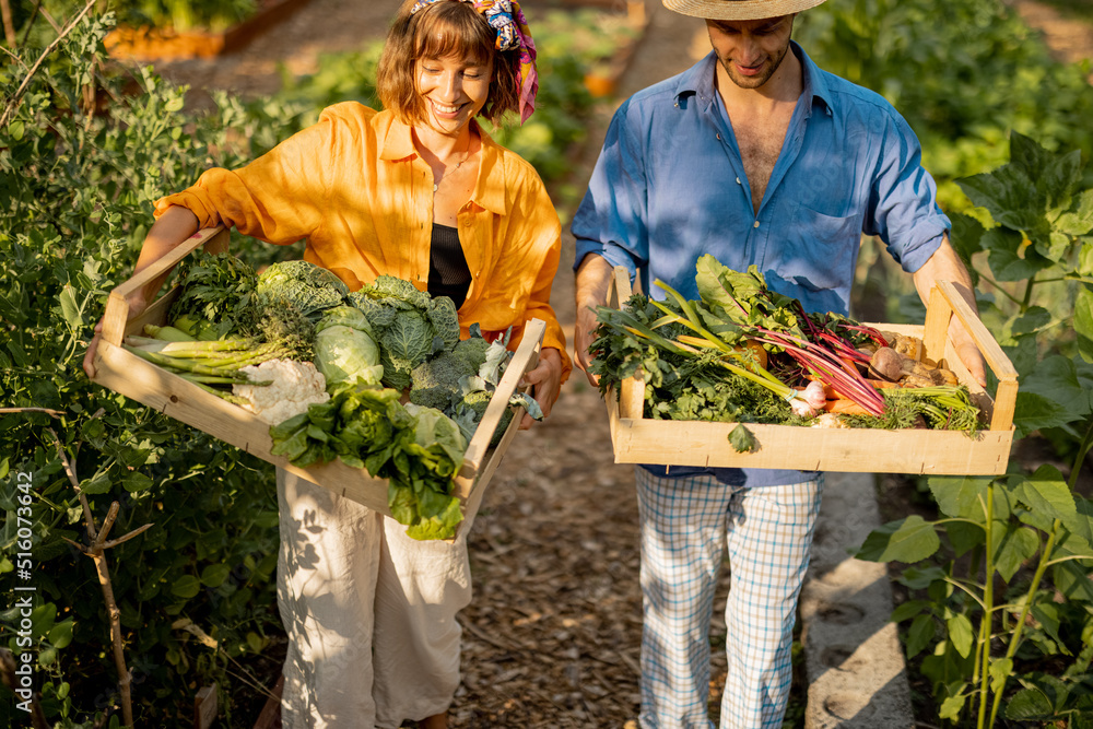 Two young adult farmers walk together and carry boxes full of freshly picked vegetables at local far