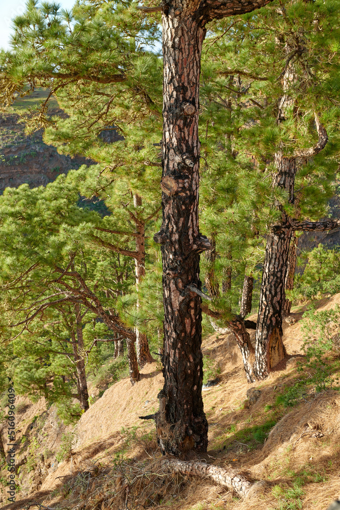 Many pine trees growing in a forest of La Palma, Canary Islands in Spain. Large overgrown wilderness