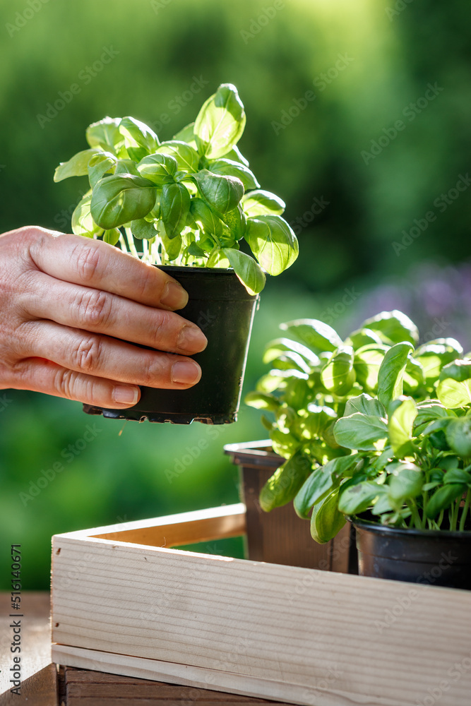 罗勒草本植物。花园里花盆里的雌性手持草本植物幼苗