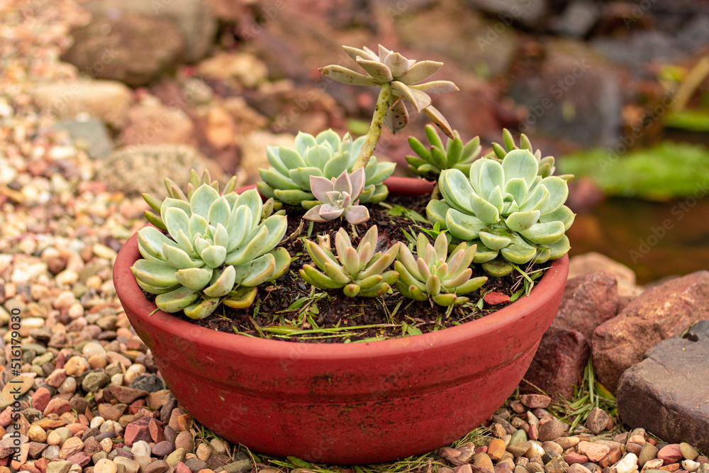 花瓶里的绿色多肉植物