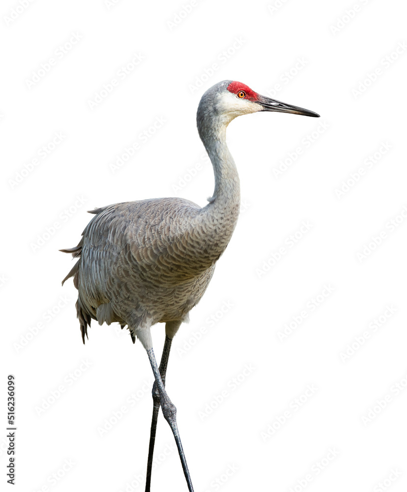 Sandhill Crane，隔离在白色背景下