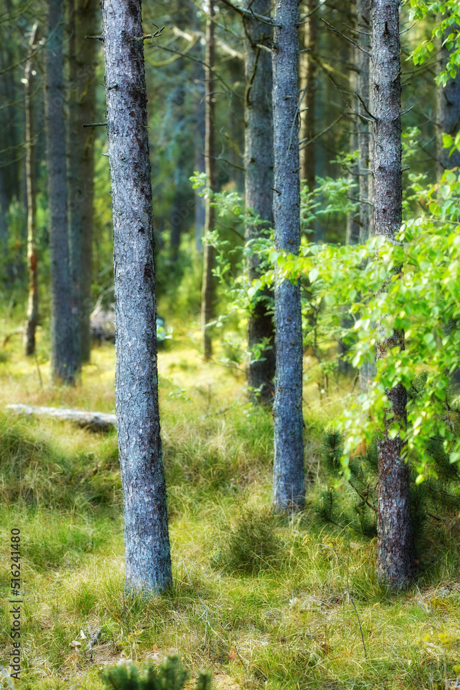 Wild pine trees growing in a forest with green plants. Scenic landscape of tall and thin wooden trun