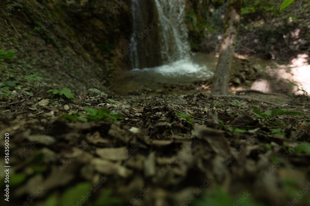 Tropical or european forests background