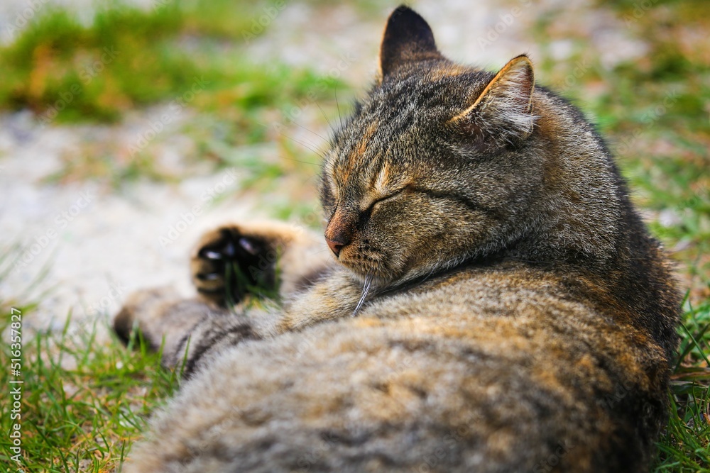 可爱的大猫躺在街上。