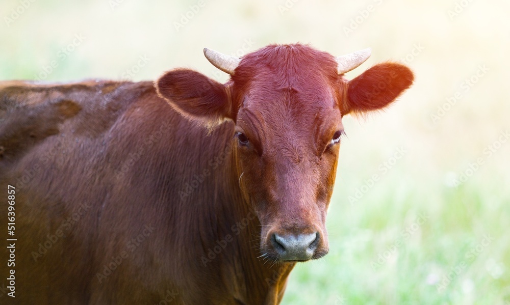 Cow portrait, beautiful animal on a background