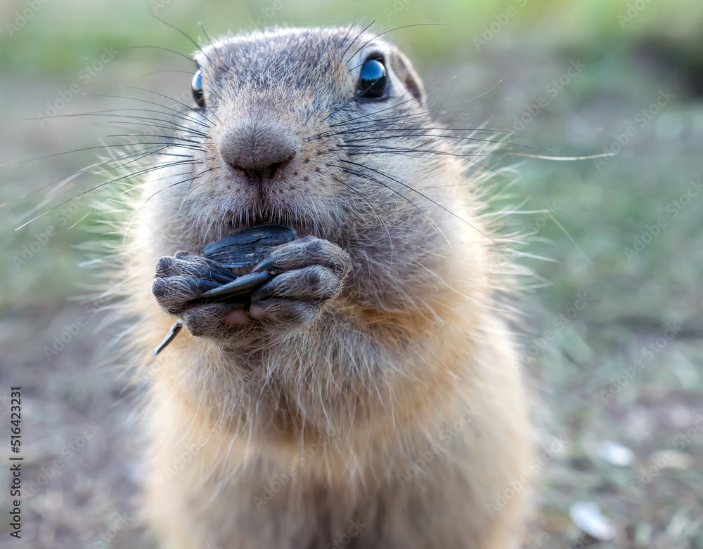 Gopher on the meadow is eating sunflower seeds and looking at camera