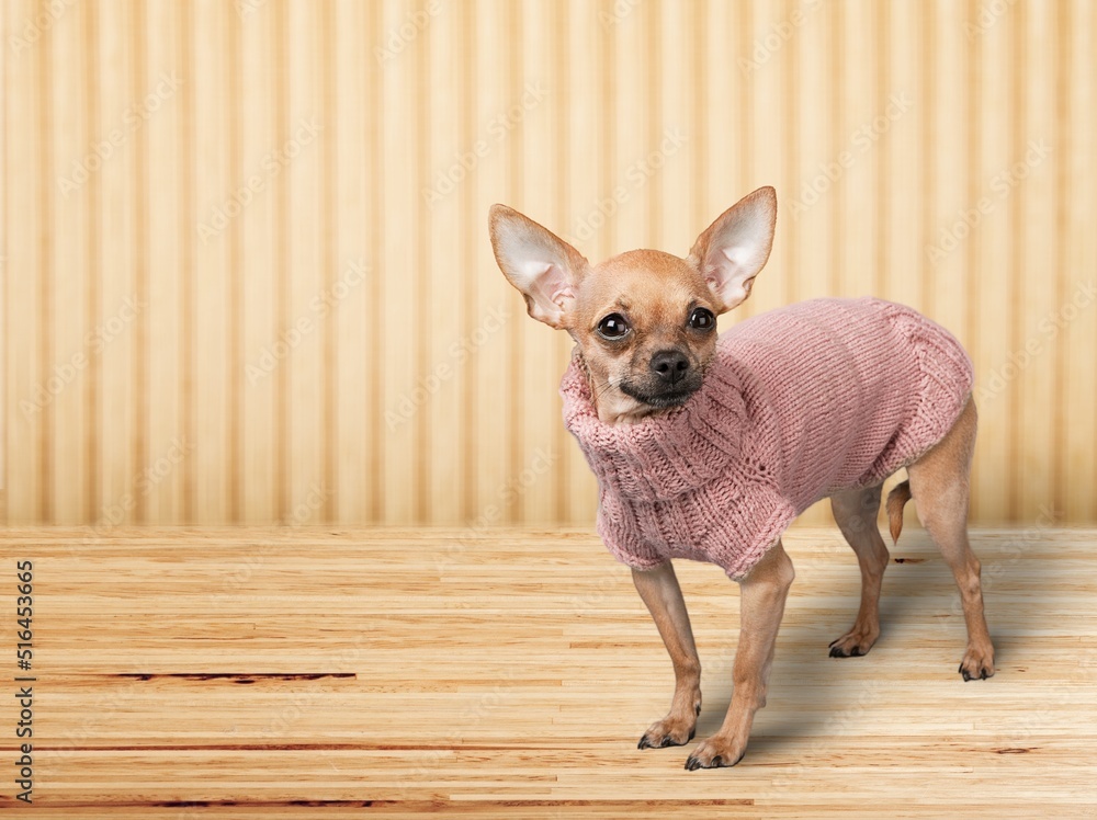 A small dog walking next to the wooden wall and posing to the camera.