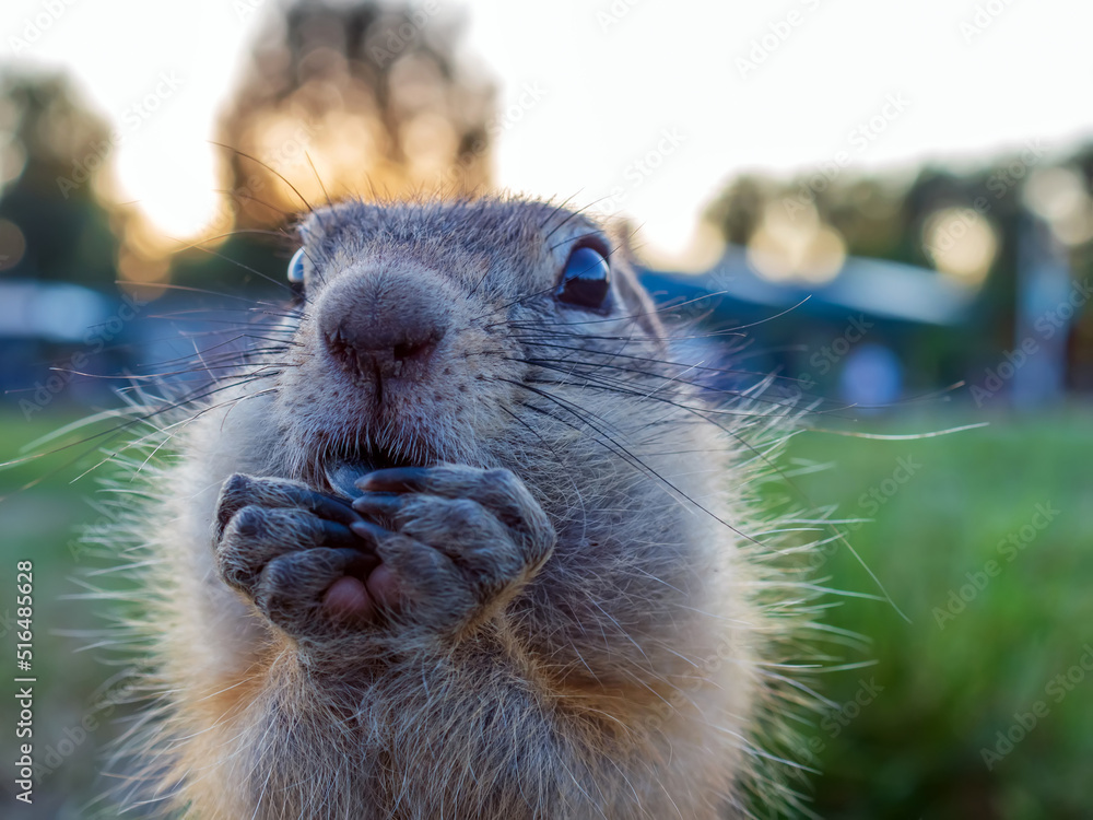 草地上的Gopher正在吃葵花籽，看着相机