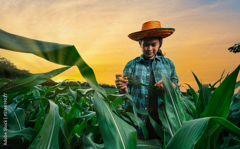 一位亚洲年轻的女农民晚上站在绿色的玉米地里检查植物质量，agric