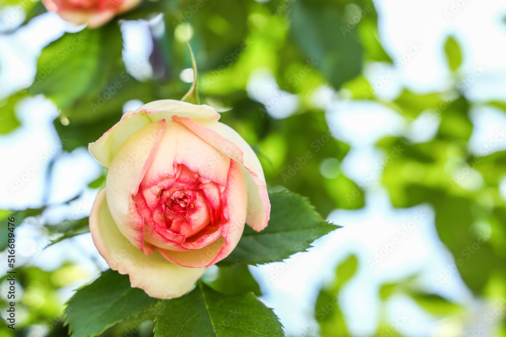 阳光明媚的花园里绽放玫瑰花蕾