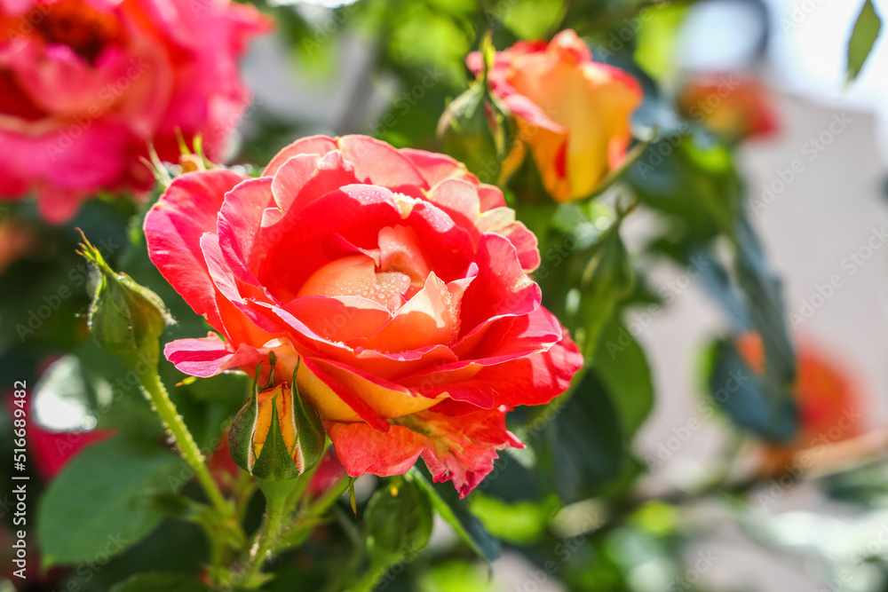 Beautiful blooming rose bud with water drops on sunny day outdoors