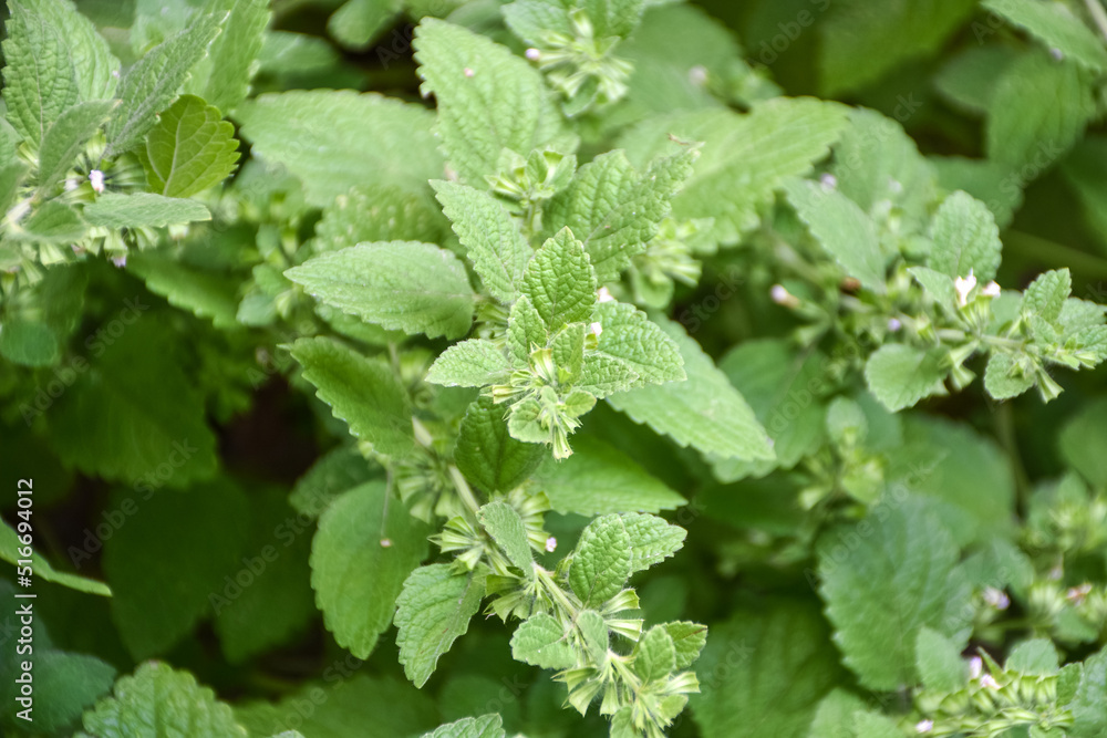 花园床上的烹饪薄荷家族草本植物、柠檬风油精、金缕梅