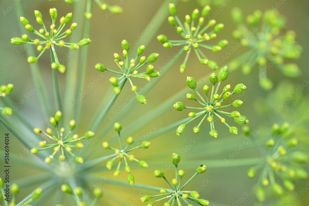 Culinary herb, flowering dill in a garden bed