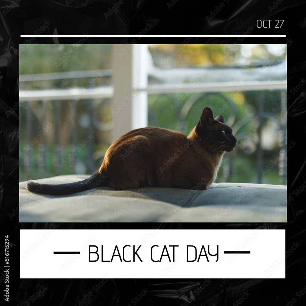 Image of black cat day over photo with cat