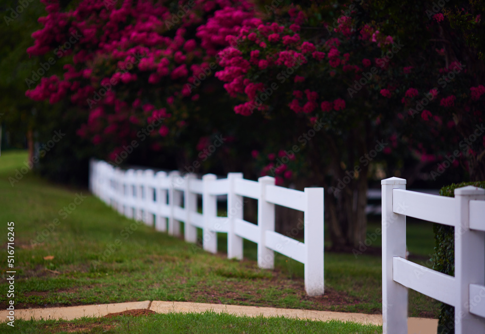 Abundant bloom of lagerstroemia trees behind the white fence on summer day. blooming Crape Myrtle sh