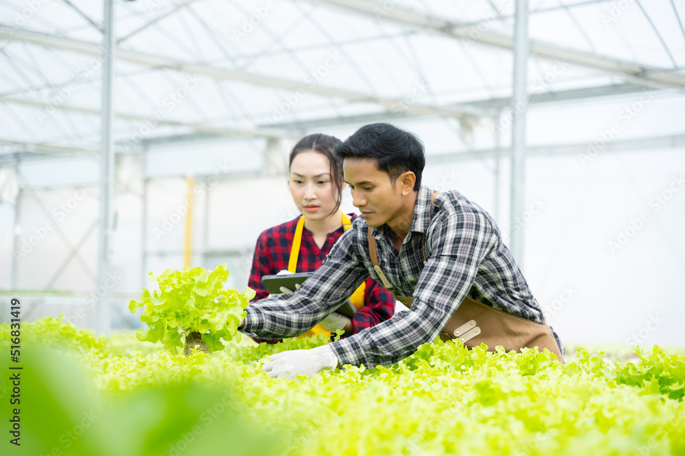 肖像亚洲老人与蔬菜水培。水培温室农场有机新鲜收获