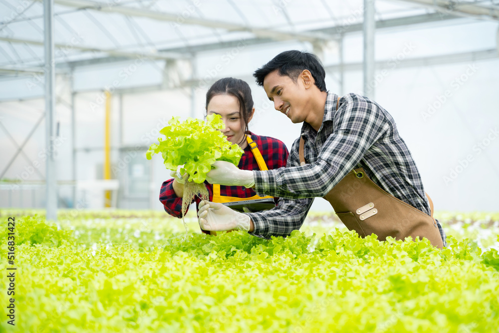 肖像亚洲老人与蔬菜水培。水培温室农场有机新鲜收获