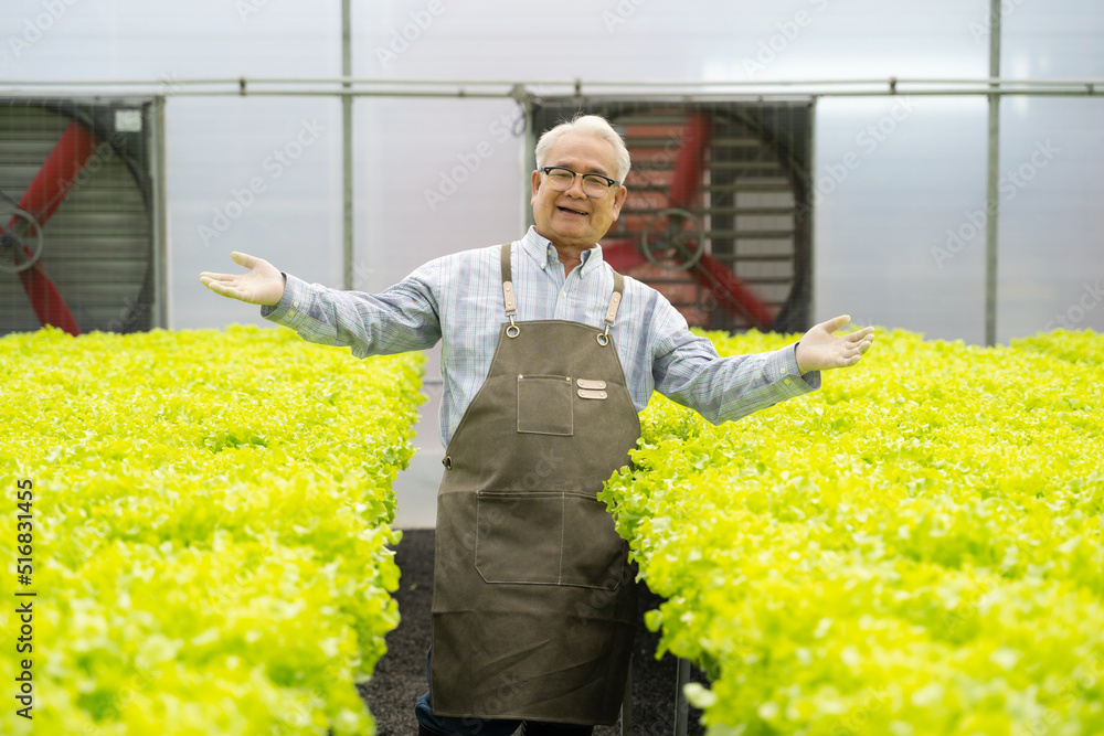 肖像亚洲老人与蔬菜水培。水培温室农场有机新鲜收获