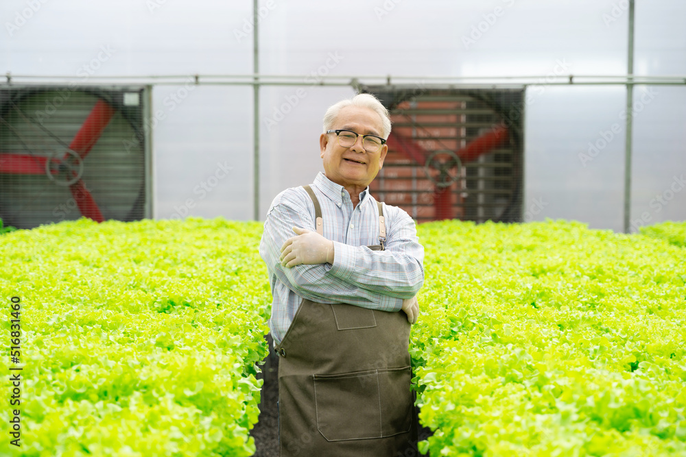 Portrait asian old man with vegetables hydroponic. Hydroponics greenhouse farm organic fresh harvest