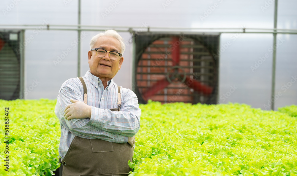 肖像亚洲老人与蔬菜水培。水培温室农场有机新鲜收获