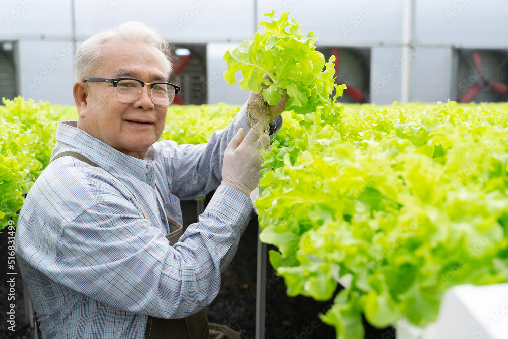 亚洲高级男子收获蔬菜水培。水培温室农场有机新鲜收获