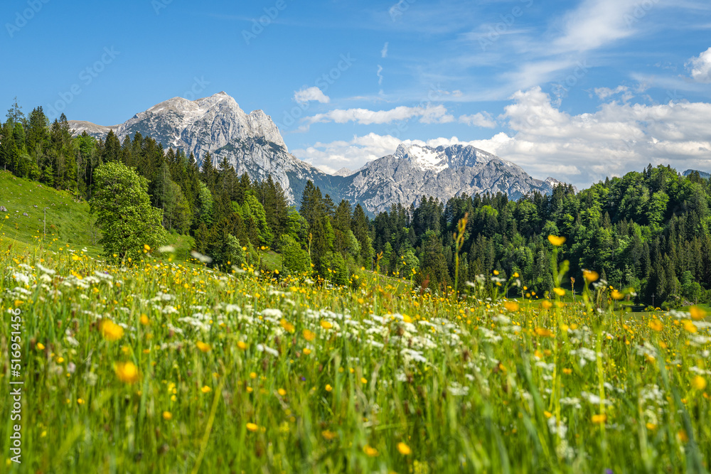 背景是高山的Idylic夏季草地，Unken，Pinzgau，Salzburg Land，Austri