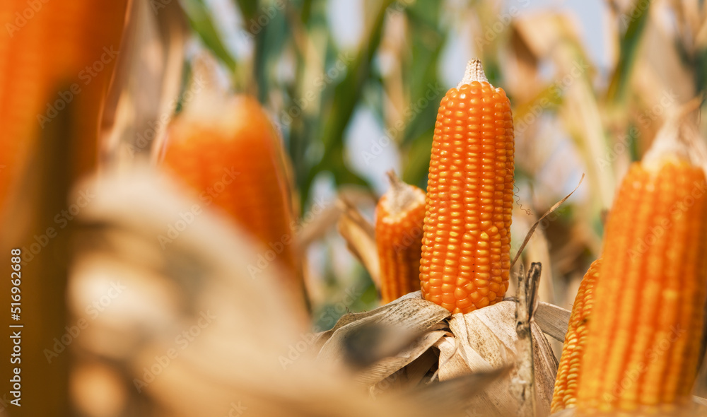 ripe corn on stalks for harvest in agricultural cultivated field