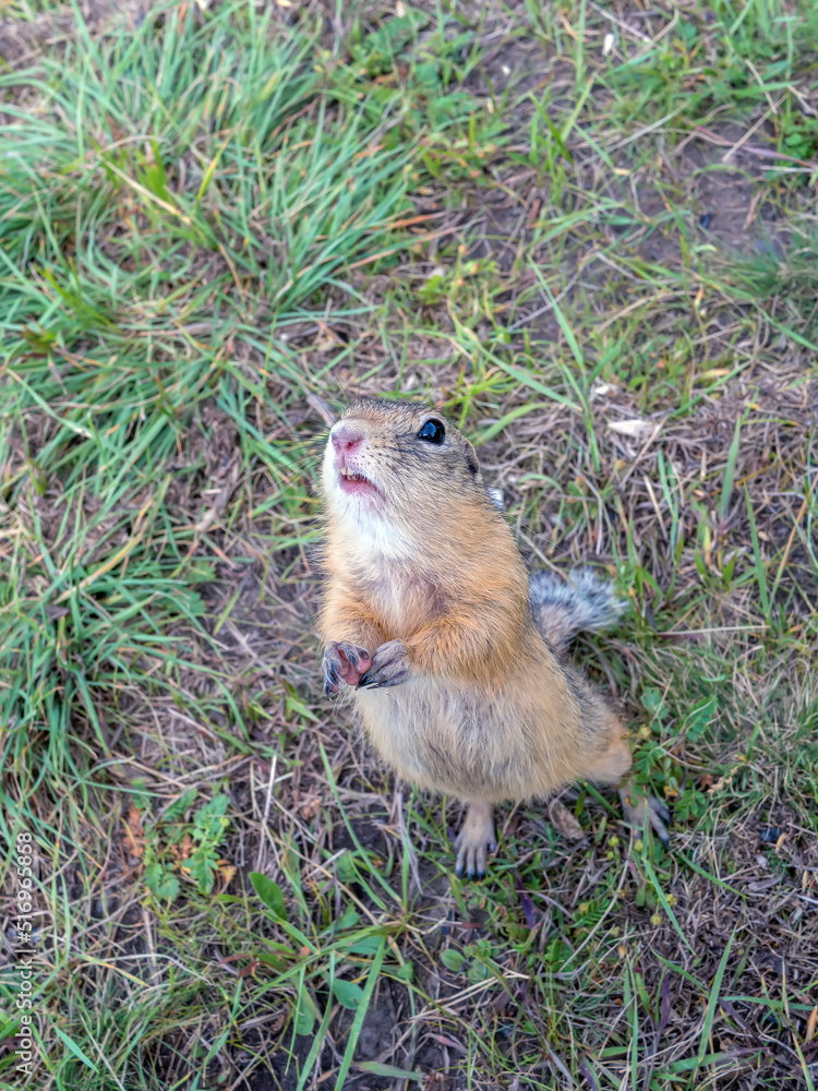 Gopher正用后腿站立，乞求款待。